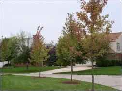 https://www.oaklandtreepros.com/tree-services-novi-mi