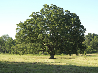 White Oak