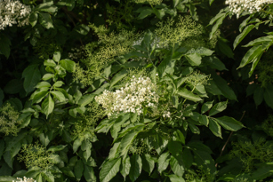 Common Elderberry