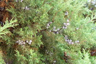 Trailing Juniper