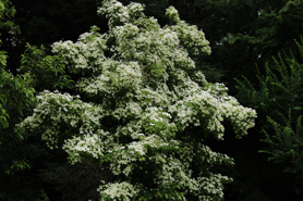 Gray Dogwood