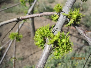 Herbicide Damage