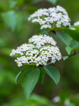 Blackhaw Viburnum