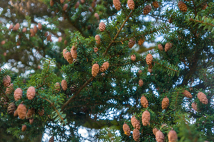 Eastern Hemlock