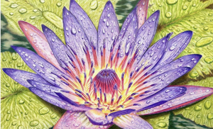 The Best of Colored Pencil