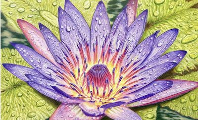 The Best of Colored Pencil