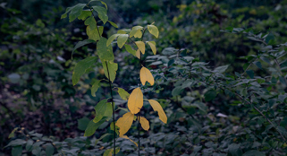 Spicebush