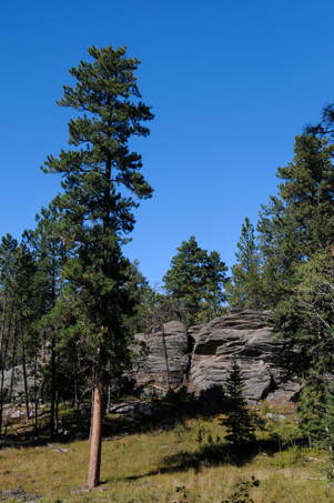 Black Hills White Spruce