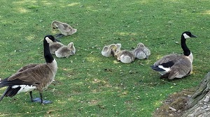 Geese and their ducklings