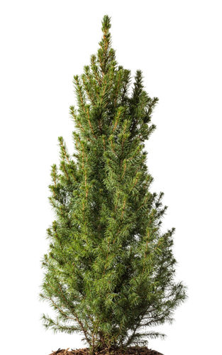 White Spruce