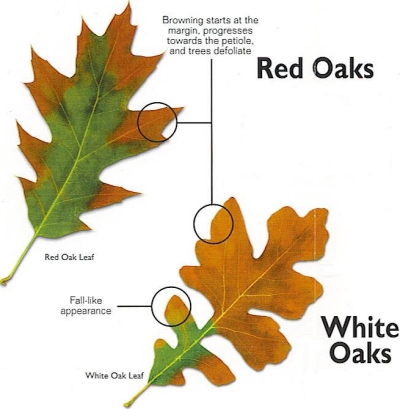 Oak Wilt