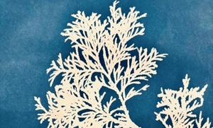 Botanical Sunprints