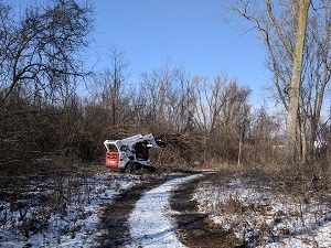 Rotary Park - Buckthorn removal