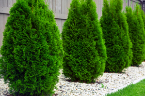 Eastern Arborvitae
