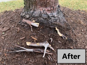 Gridling Roots-After