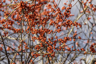 Common Winterberry
