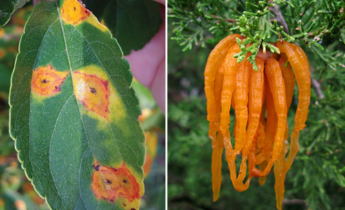 Cedar Apple Rust