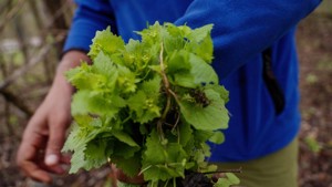 Garlic Mustard Pull - Apr 25